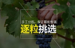 重慶雅婷莊園 雅婷芷蘭干紅葡萄酒 重慶葡萄酒產(chǎn)區(qū)