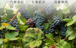 重慶品酒師培訓(xùn) WSET葡萄酒專業(yè)培訓(xùn)機構(gòu)學(xué)校