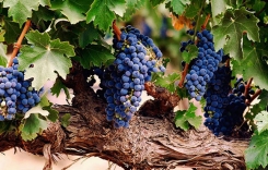 莫漢父子夏姆香貝丹特級(jí)園紅葡萄酒的產(chǎn)區(qū)是哪里